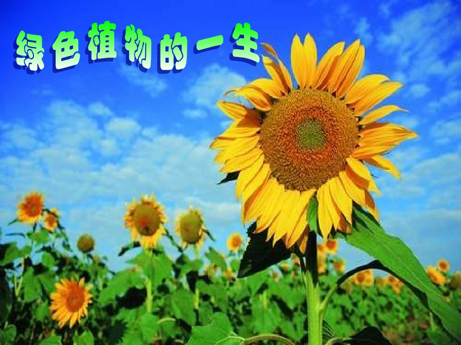 植物种子的萌发定稿_第2页