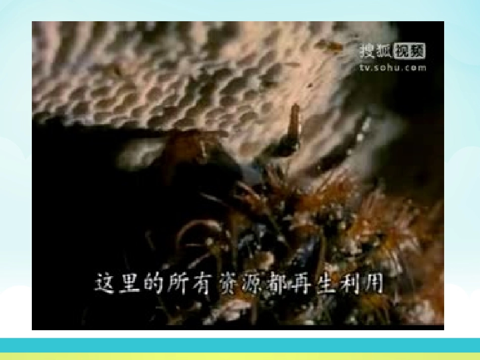 植物种子的萌发定稿_第3页