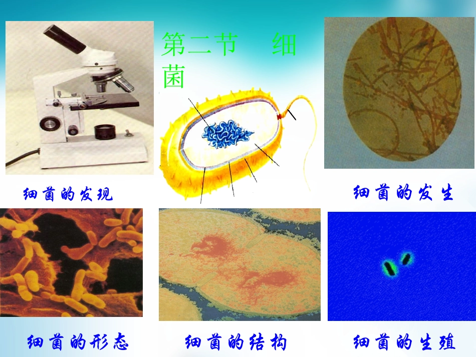 八年级生物上册+542+细菌课件1+（新版）新人教版_第1页