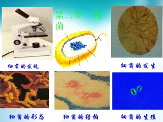 八年级生物上册+542+细菌课件1+（新版）新人教版