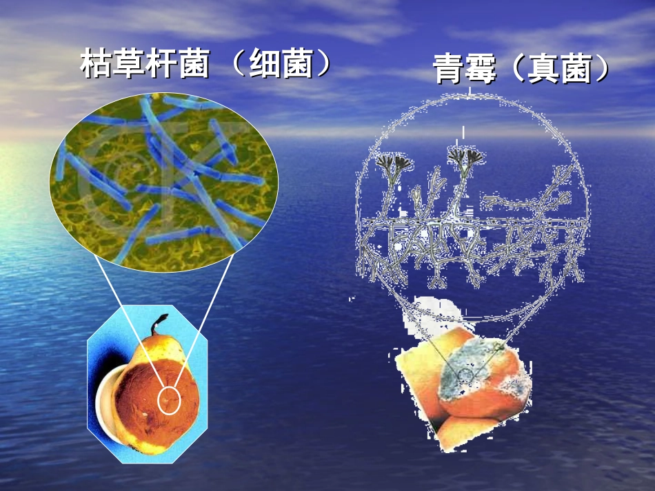 细菌和真菌在自然界中的作用1111_第3页