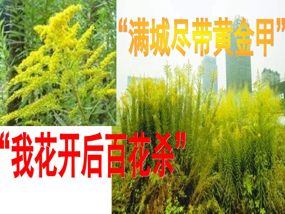 《生物入侵者》刘春红_第2页