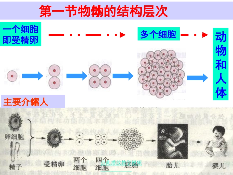 初一生物第三章第一节《动物体的结构层次》PPT课件_第3页
