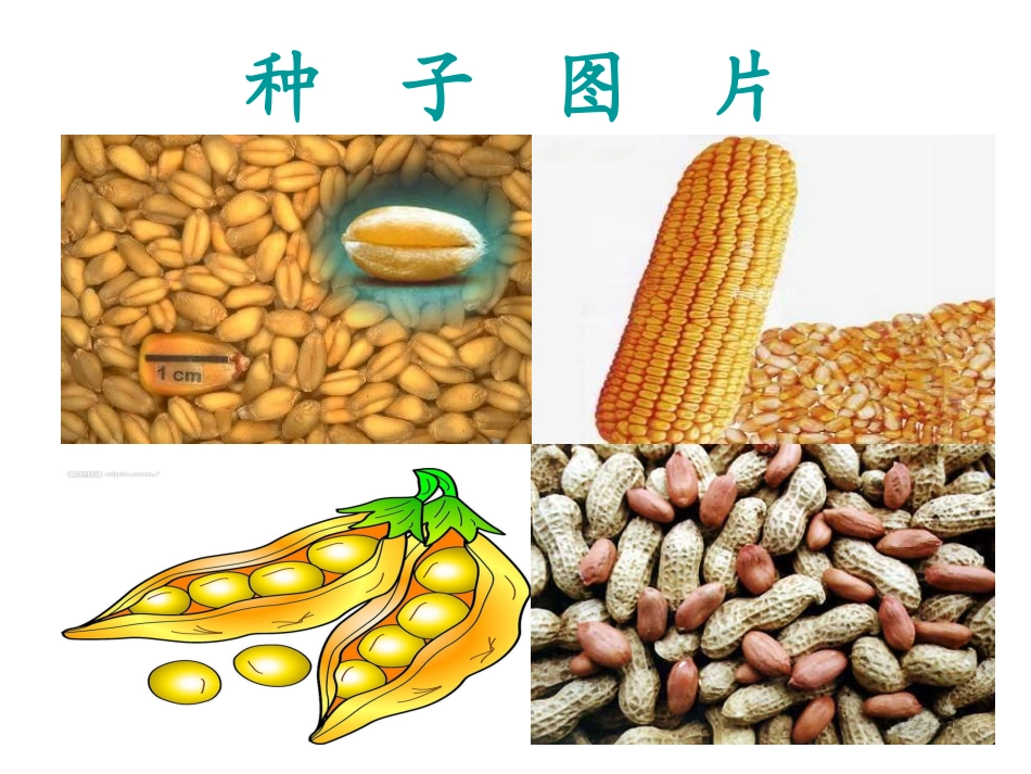 《种子的梦_3》宋德梅_第2页