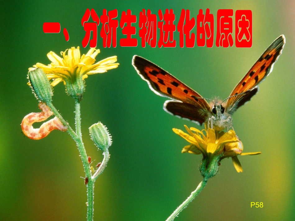 初中二年级生物下册第七单元第三章生物的进化第一课时课件_第2页