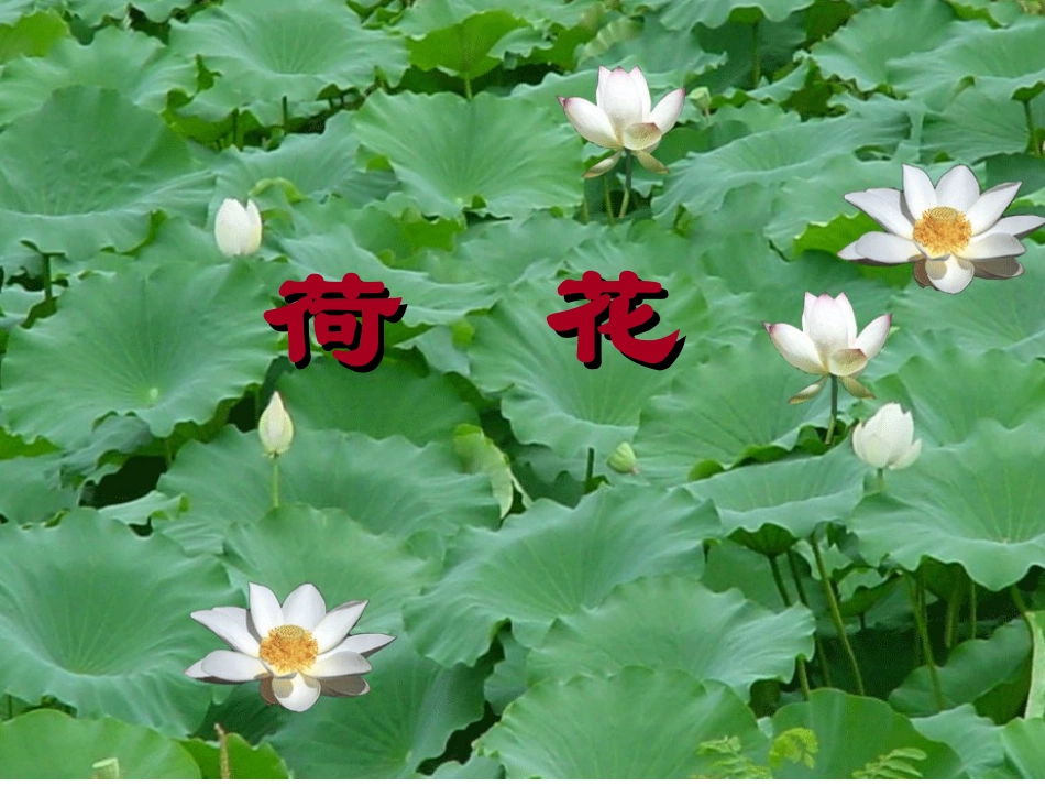 人教版语文三下《荷花》PPT课件_第1页