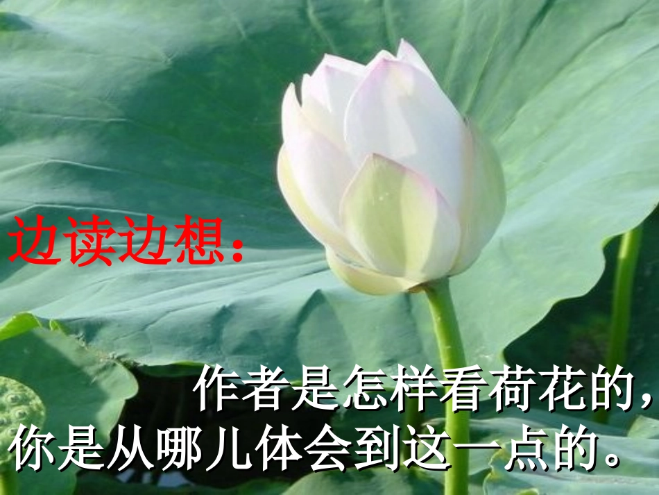 人教版语文三下《荷花》PPT课件_第2页