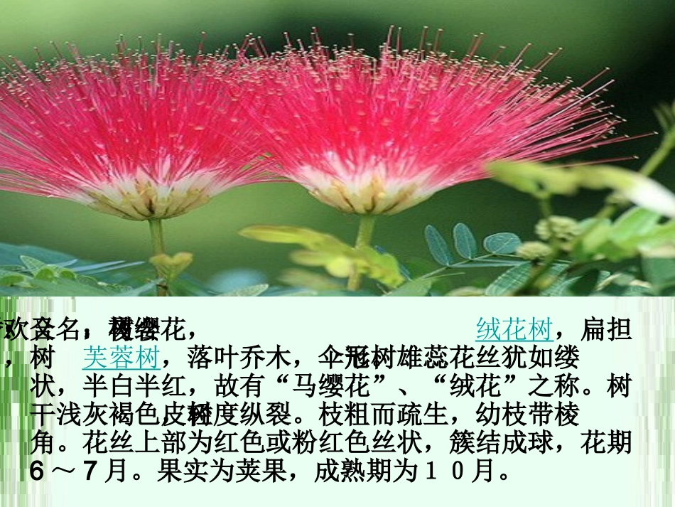 合欢树PPT_第2页