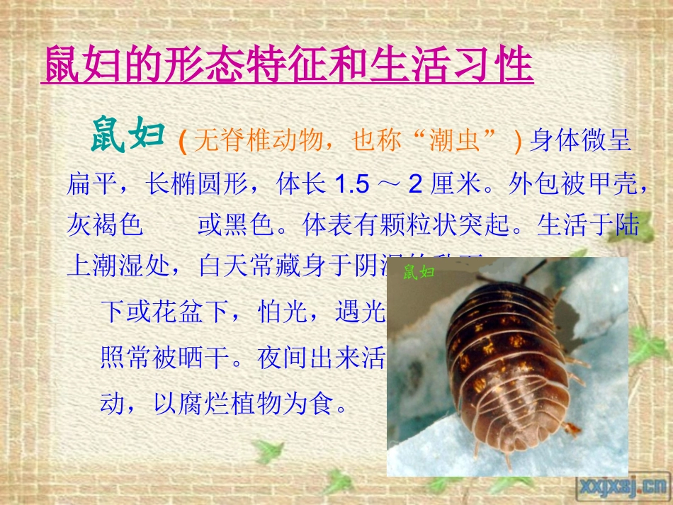 生物与环境的关系(探究光对鼠妇的影响)_第3页