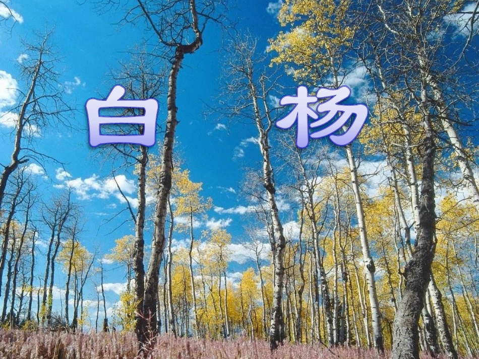 《白杨》教学课件1_第1页