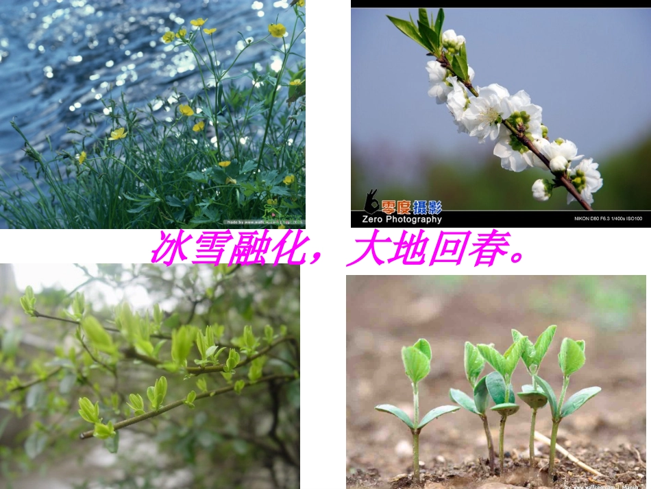 《燕子》课件杜小红_第1页