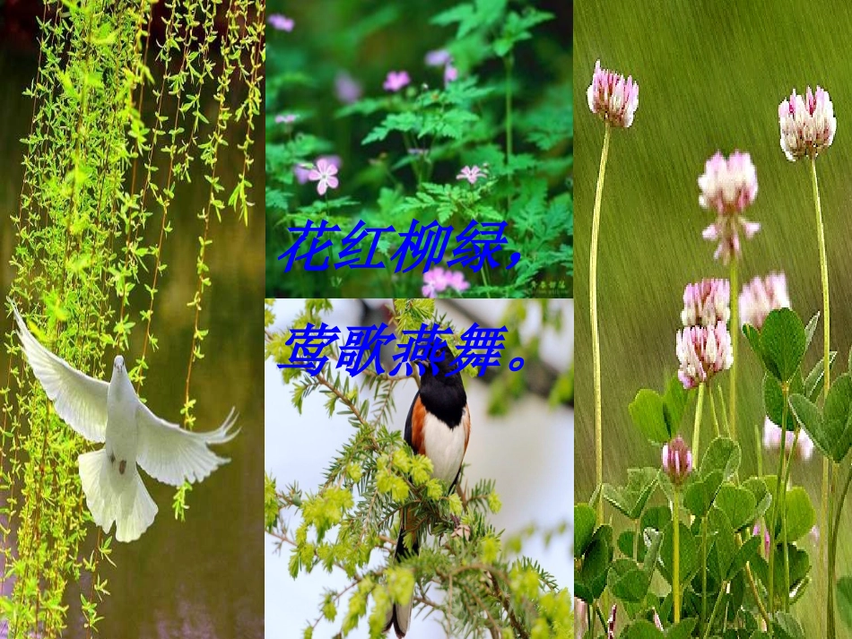 《燕子》课件杜小红_第3页
