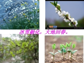 《燕子》课件杜小红
