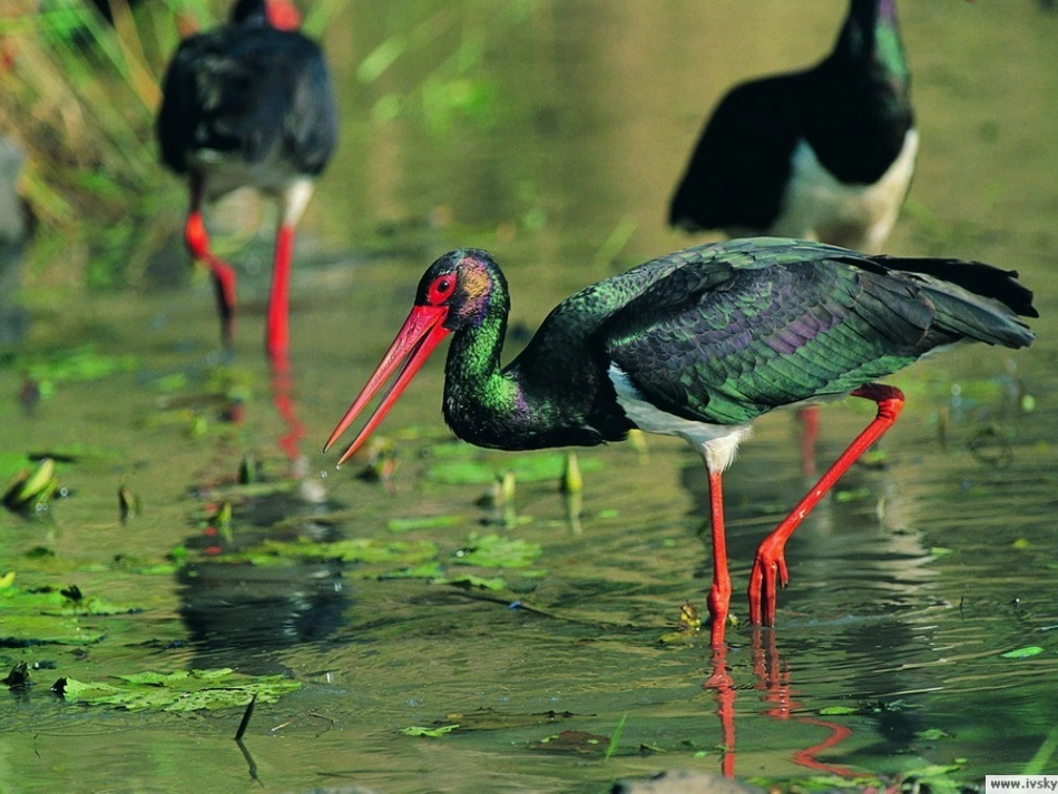 北师大版三年级语文上册《翠鸟》课件_第2页