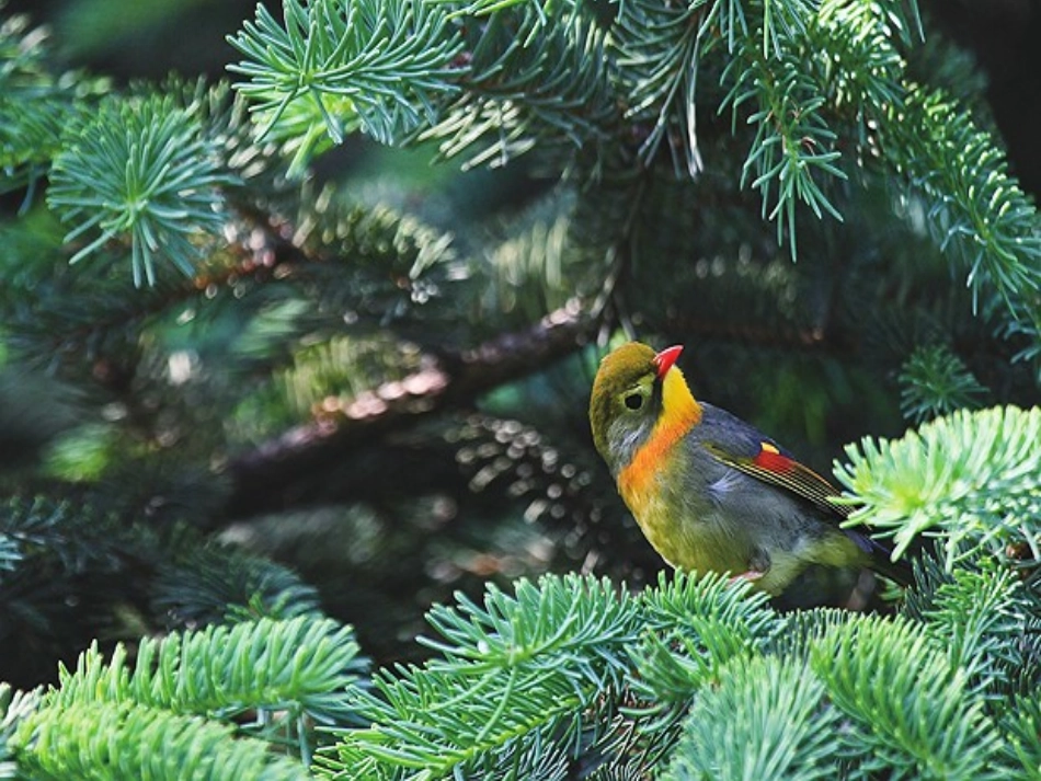 北师大版三年级语文上册《翠鸟》课件_第3页