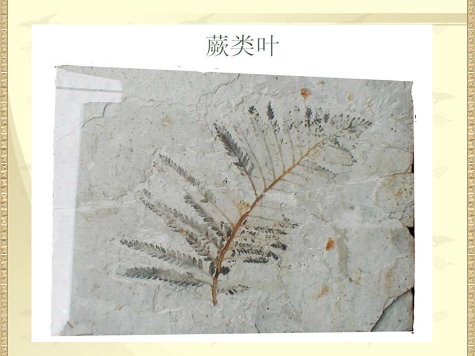 《化石吟》参考课件2_第2页