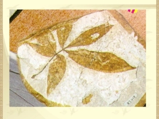 《化石吟》参考课件2