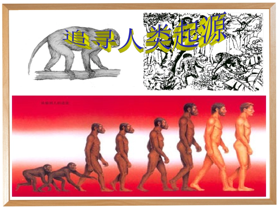 综合性实践：追寻人类起源_第1页
