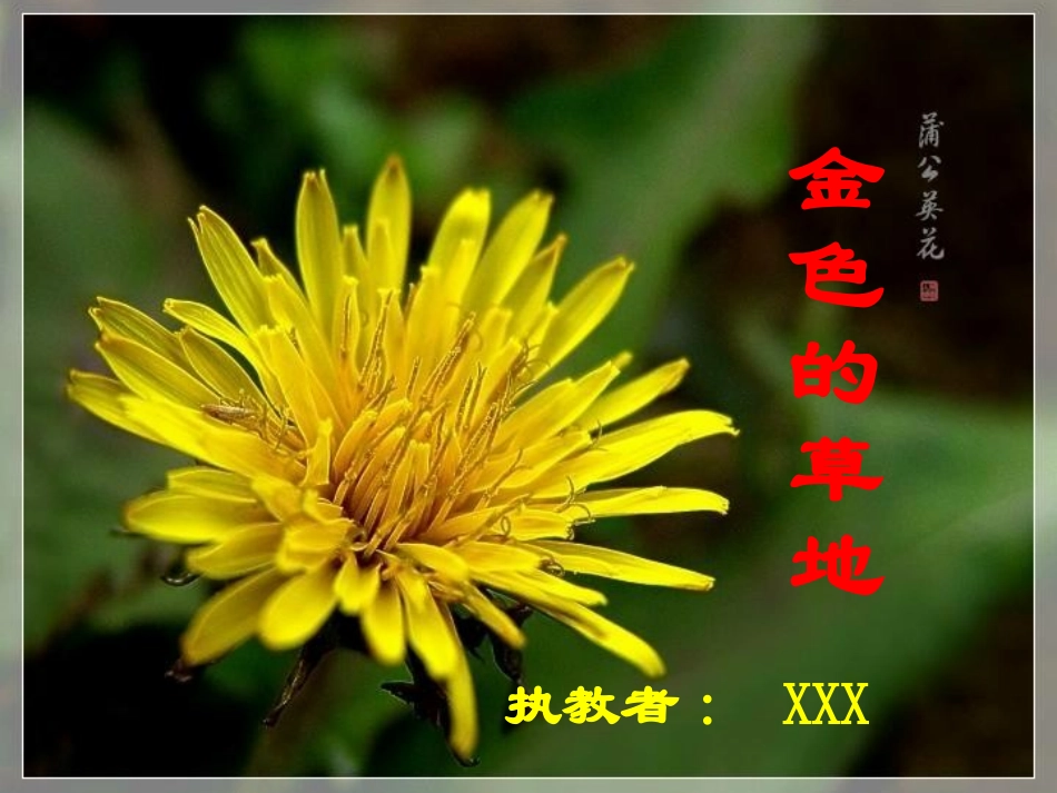 第二课金色的草地PPT课件_第1页