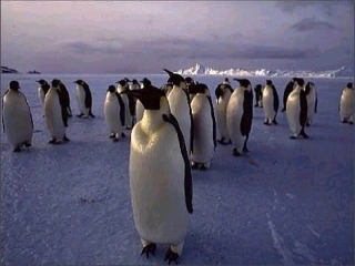 南极和北极地区