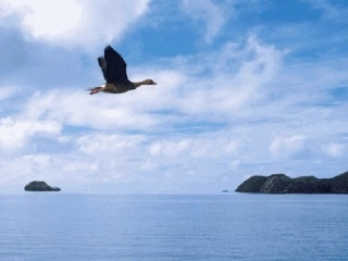 长虹新的《浅水洼里的小鱼》PPT课件