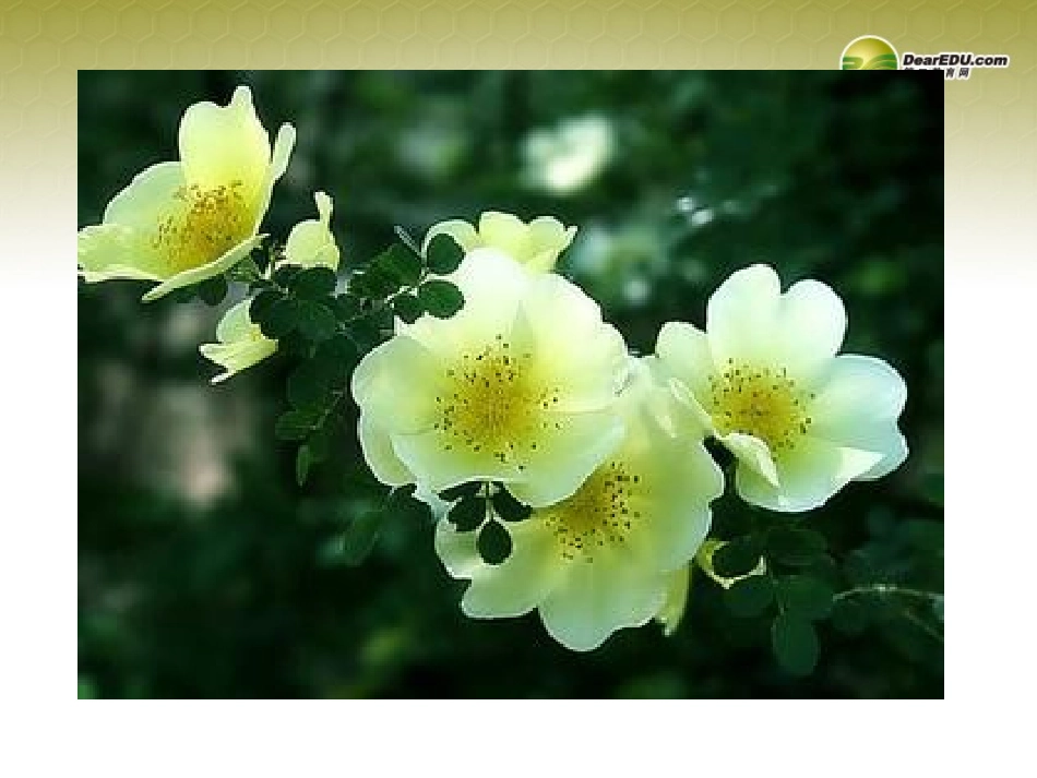 《精心打造文章的开头》课件新人教版_第3页