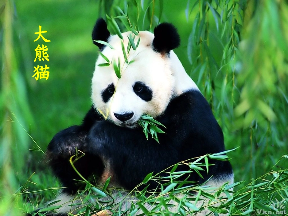 一年级北师大版大熊猫课件_第3页