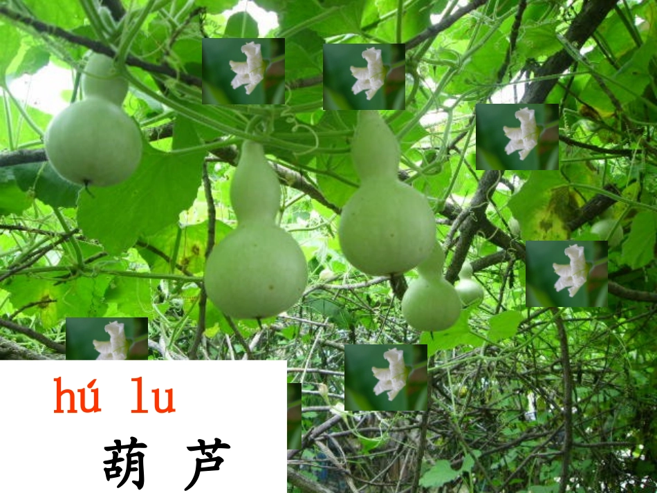 《我要的是葫芦》课件1_第1页