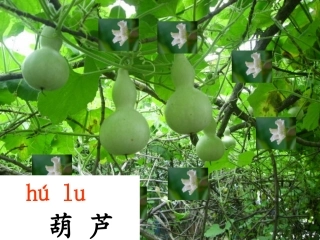 《我要的是葫芦》课件1