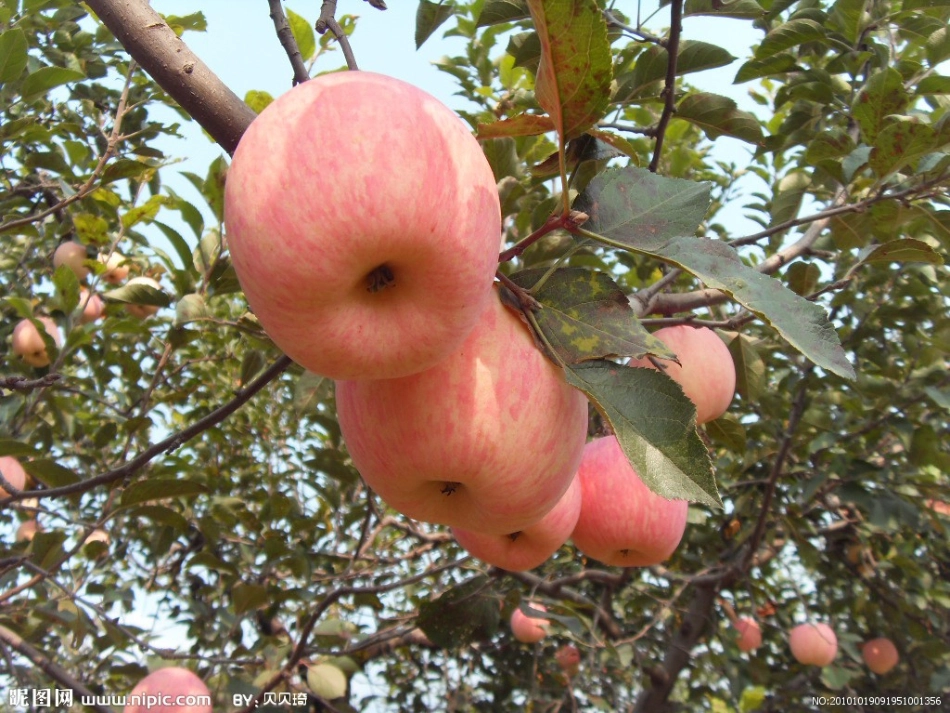 《苹果落地》教案_第2页