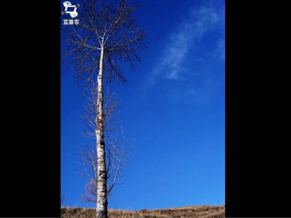 《白杨》课件_第2页