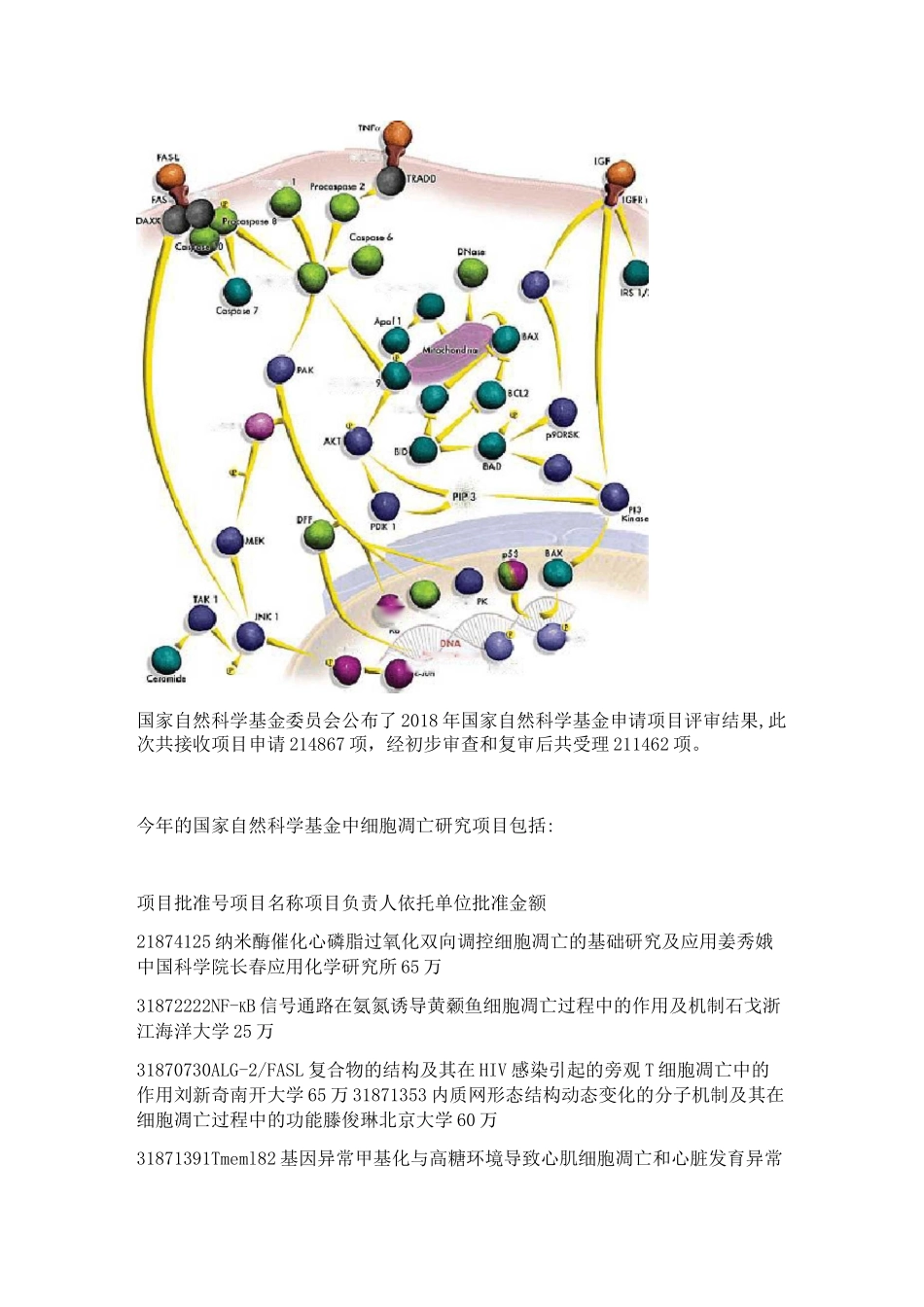 细胞凋亡过程_第2页