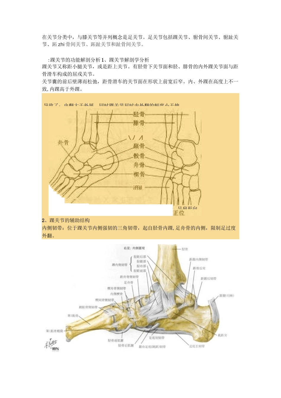 踝关节功能解剖、损伤与恢复_第1页
