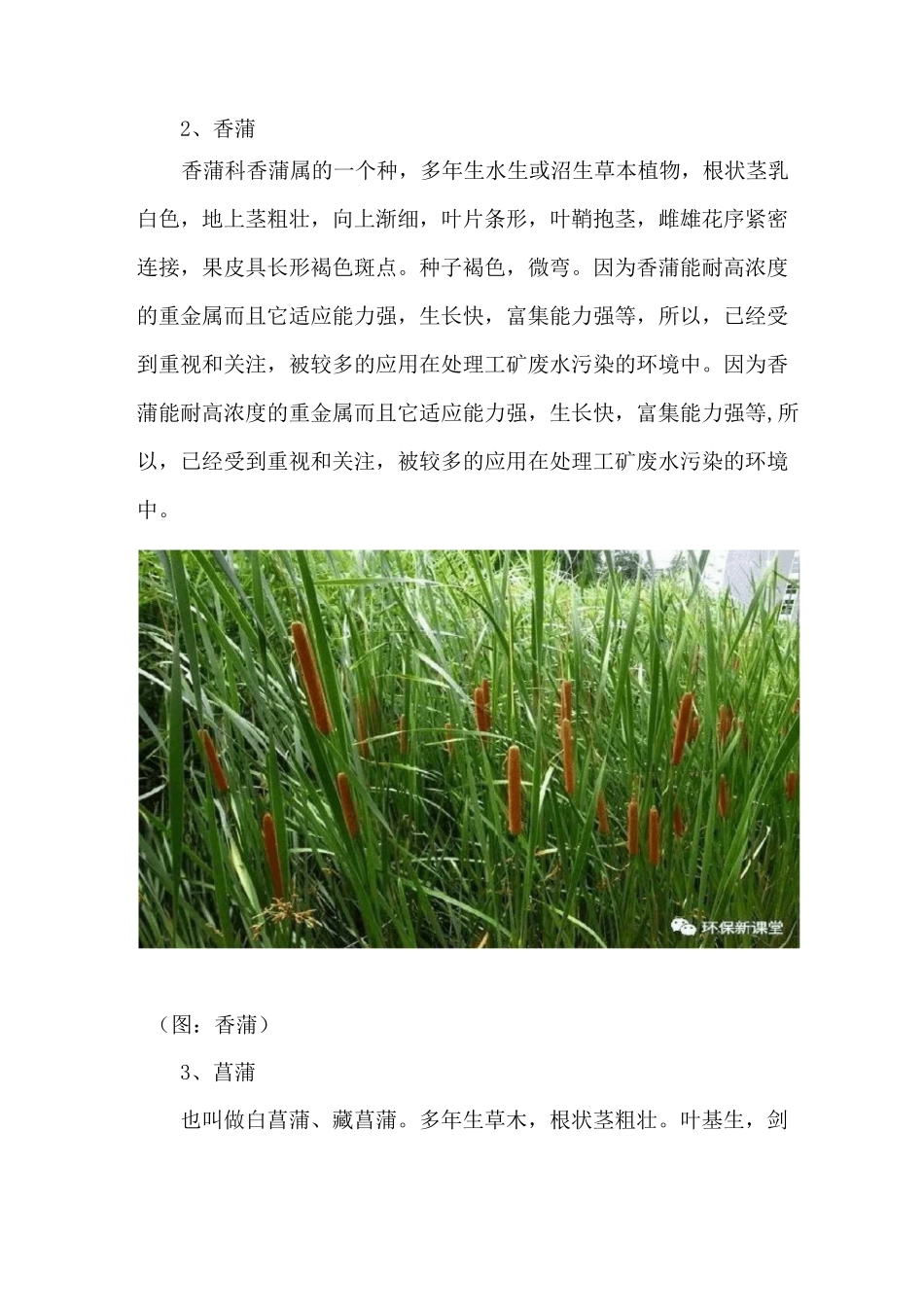 详解人工湿地常见水生植物特性、功能及其分类!_第2页