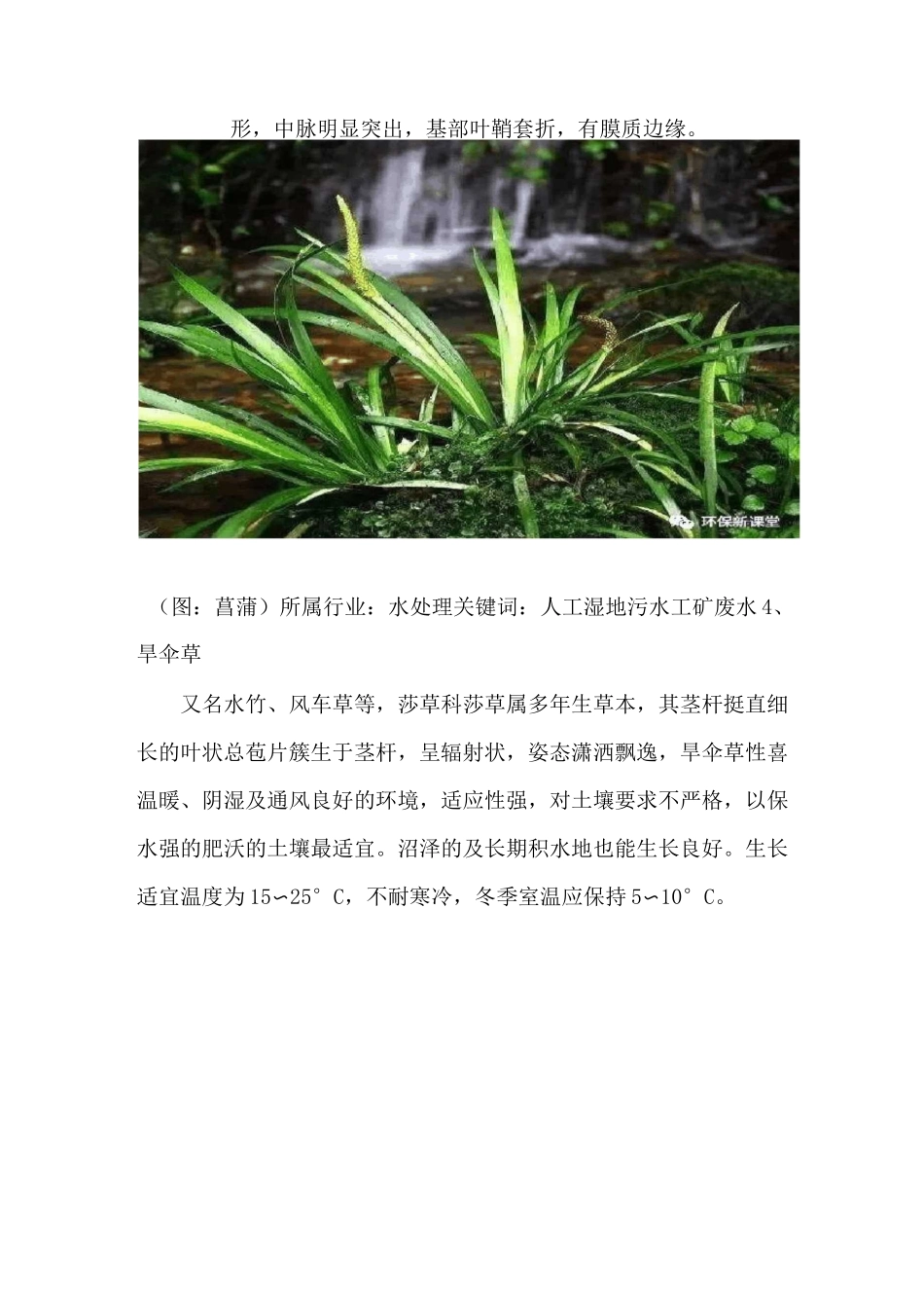 详解人工湿地常见水生植物特性、功能及其分类!_第3页