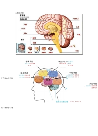 大脑发育和亲子教育关系