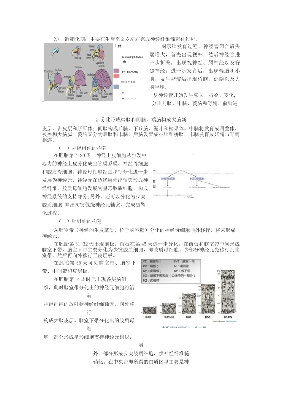 1、儿童脑正常发育的磁共振成像总结_第2页