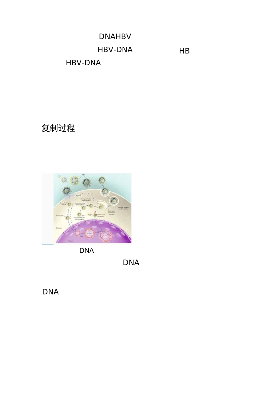 乙肝病毒DNA概述_第2页