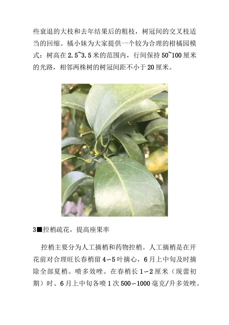 柑橘保花保果方法详解_第3页