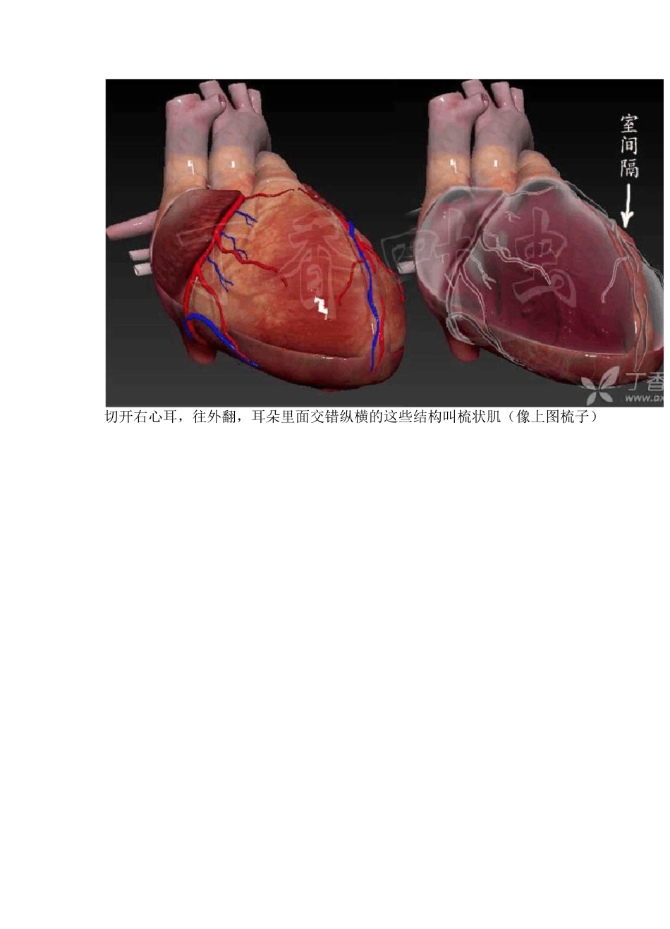 3D动画图解心脏大体解剖_第2页