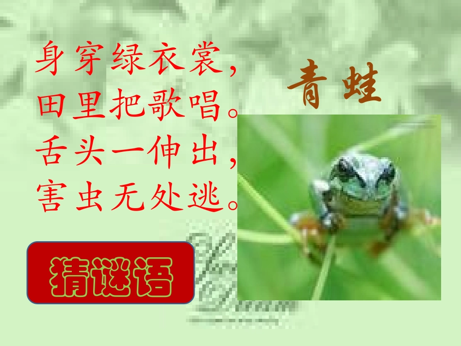 小学语文二年级课件-青蛙与蜻蜓_第1页