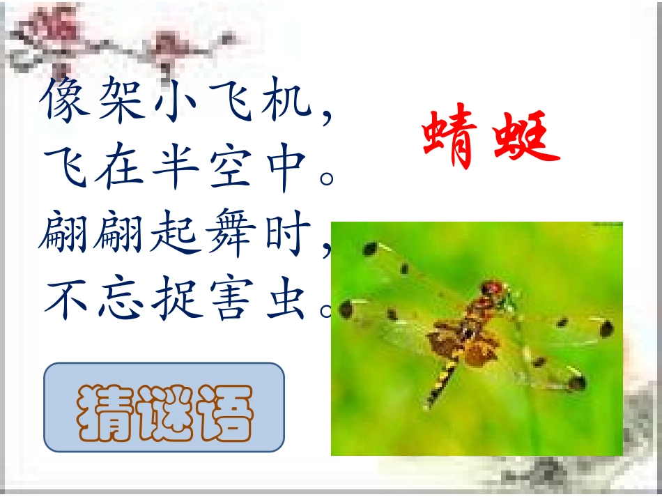 小学语文二年级课件-青蛙与蜻蜓_第2页