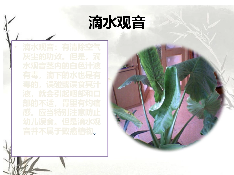 14种放入室内的植物_第2页