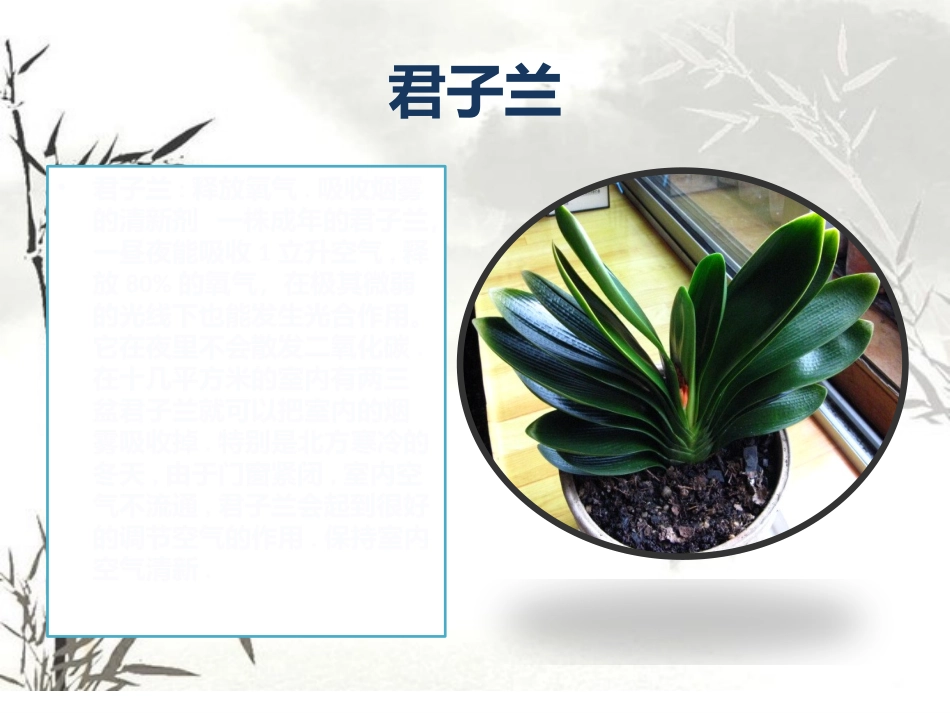 14种放入室内的植物_第3页