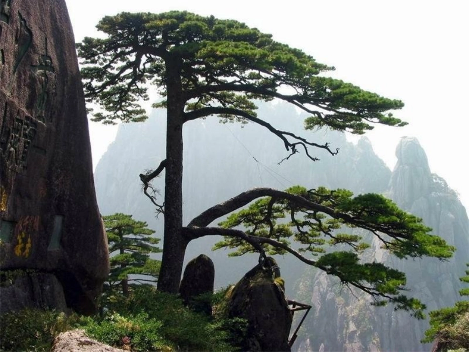 《黄山松》课件1_第1页