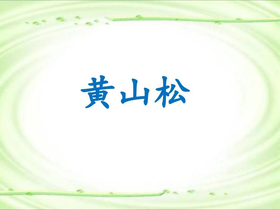 《黄山松》课件1_第2页