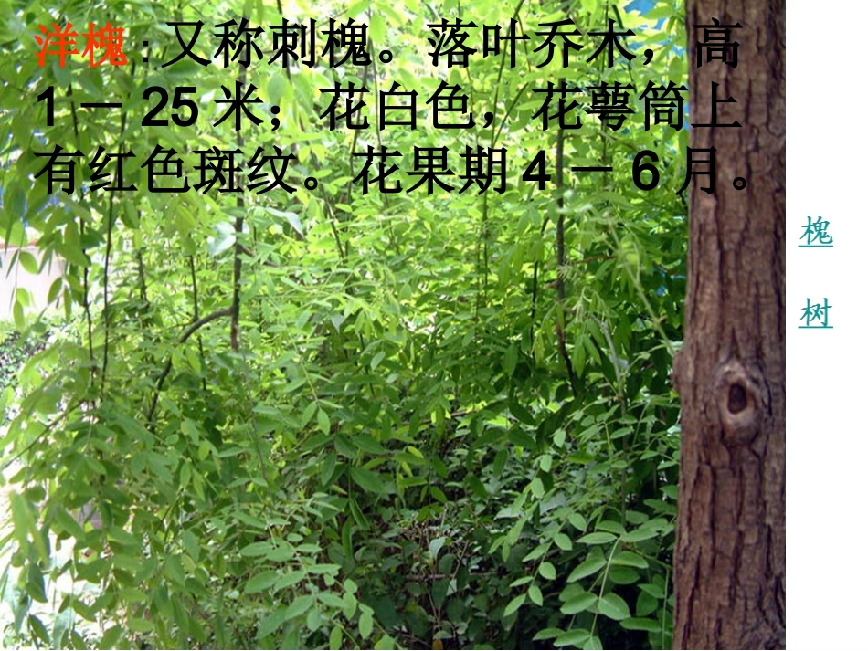 4、《槐乡的孩子》PPT课件._第2页