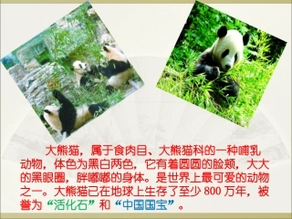 《活化石》大熊猫