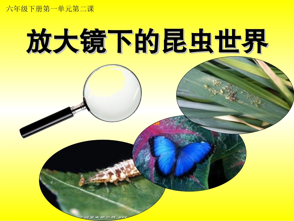 2放大镜下的昆虫世界_第1页