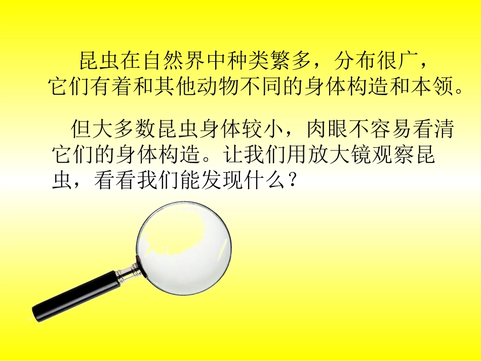 2放大镜下的昆虫世界_第2页